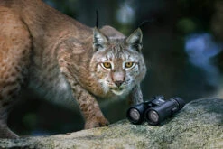 Steiner Wildlife 8x42 -Boot Welt Wildlife